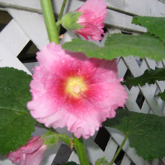 Meet your Posher, Julie - Picture 1 of 1